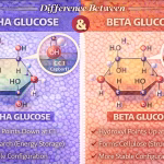 Difference Between Alpha and Beta Glucose Explained Clearly
