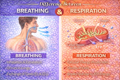 Difference Between Breathing and Respiration Explained