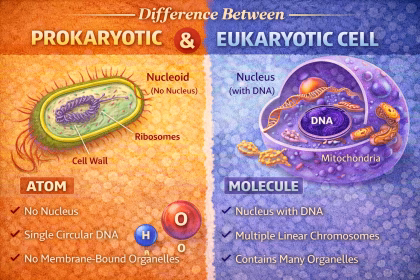 Difference Between Prokaryotic and Eukaryotic Cell Explained