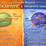 Difference Between Prokaryotic and Eukaryotic Transcription