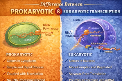 Difference Between Prokaryotic and Eukaryotic Transcription