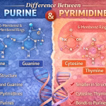 Difference Between Purine and Pyrimidine Bases Explained