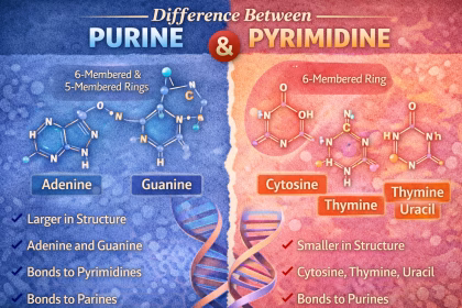 Difference Between Purine and Pyrimidine Bases Explained