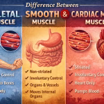 Difference Between Skeletal, Smooth and Cardiac Muscle