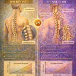 difference-between-backbone-and-spinal-cord