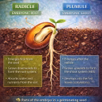 An Introduction to Radicle and Plumule in Seed Germination