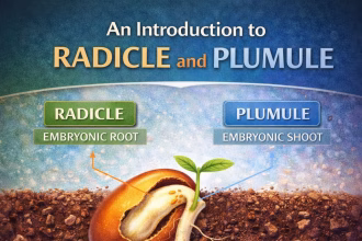 An Introduction to Radicle and Plumule in Seed Germination