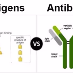 Difference Between Antibody and Antigen in Immunology