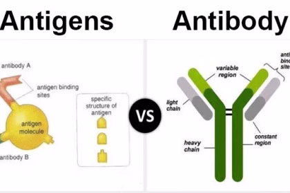 Difference Between Antibody and Antigen in Immunology