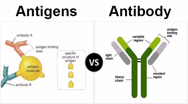Difference Between Antibody and Antigen in Immunology