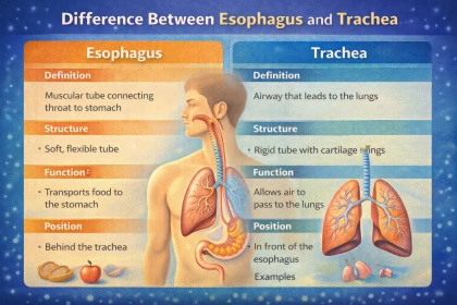 Difference Between Esophagus and Trachea