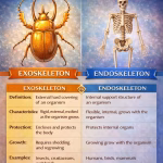 Difference Between Exoskeleton and Endoskeleton in Biology