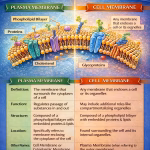 Difference Between Plasma Membrane and Cell Membrane