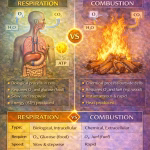 Difference Between Respiration and Combustion in Biology
