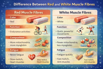 Difference between Red and White Muscle Fibres