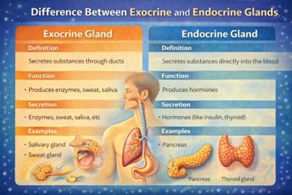 Difference Between Exocrine and Endocrine Gland