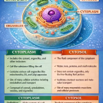 Differences Between Cytoplasm and Cytosol Explained