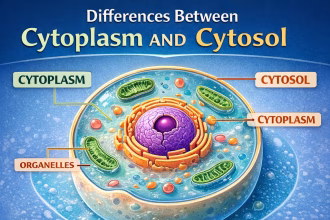 Differences Between Cytoplasm and Cytosol Explained