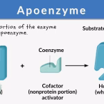 difference-between-apoenzyme-and-holoenzyme