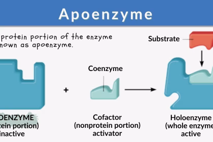 difference-between-apoenzyme-and-holoenzyme
