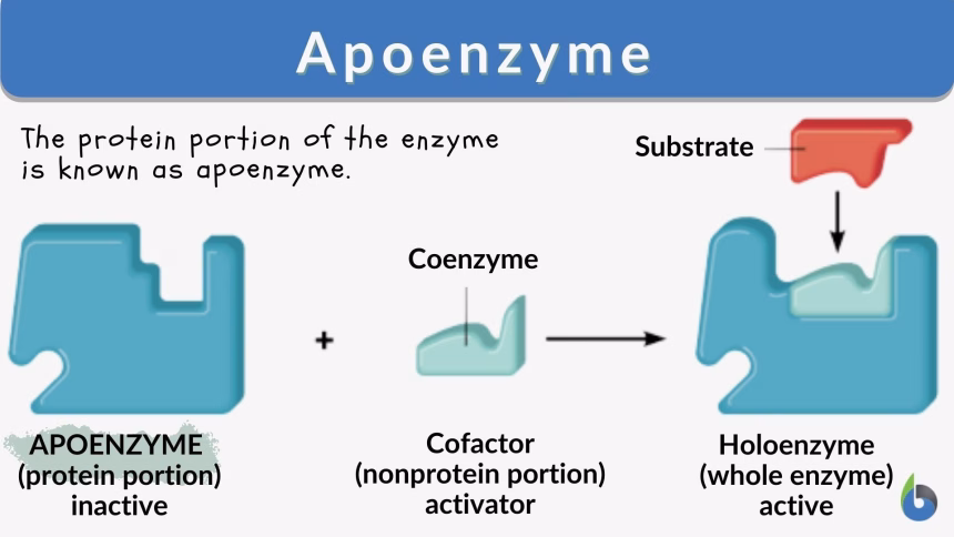 difference-between-apoenzyme-and-holoenzyme