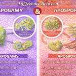 Difference Between Apogamy and Apospory Explained Clearly
