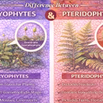 Difference Between Bryophytes and Pteridophytes Explained