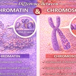 Difference Between Chromatin and Chromosome Explained Simply