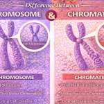 Difference Between Chromosome and Chromatid Explained Clearly
