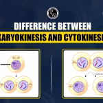 Difference Between Cytokinesis and Karyokinesis in Cell Division
