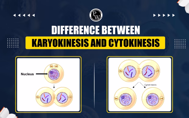 Difference Between Cytokinesis and Karyokinesis in Cell Division