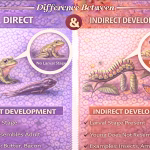 Difference Between Direct and Indirect Development in Biology