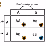 Difference Between Dominant and Recessive Traits in Genetics