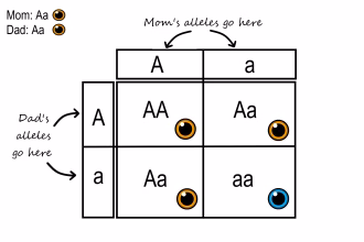 Difference Between Dominant and Recessive Traits in Genetics