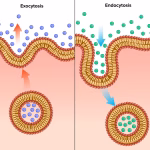 Difference Between Endocytosis and Exocytosis in Biology