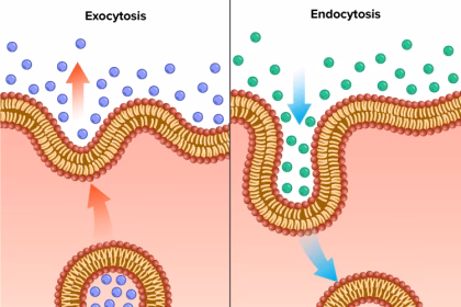 Difference Between Endocytosis and Exocytosis in Biology
