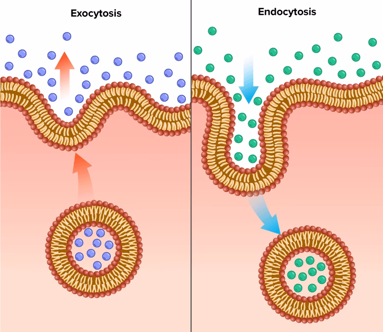 Difference Between Endocytosis and Exocytosis in Biology