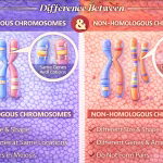 Difference Between Homologous and Non-Homologous Chromosomes