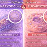 Difference Between Prokaryotic and Eukaryotic DNA Explained