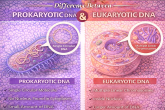 Difference Between Prokaryotic and Eukaryotic DNA Explained
