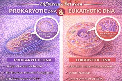 Difference Between Prokaryotic and Eukaryotic DNA Explained