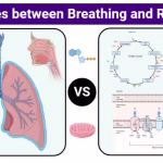 Difference Between Respiration and Breathing in Biology