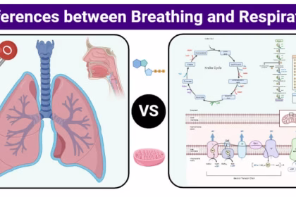Difference Between Respiration and Breathing in Biology