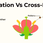 Difference Between Self Pollination and Cross Pollination