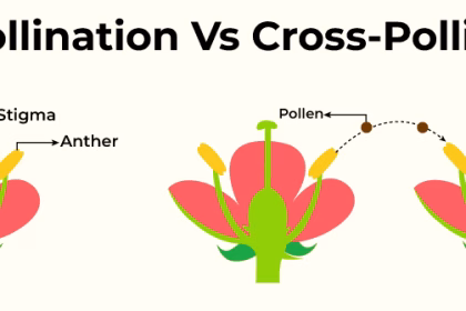Difference Between Self Pollination and Cross Pollination