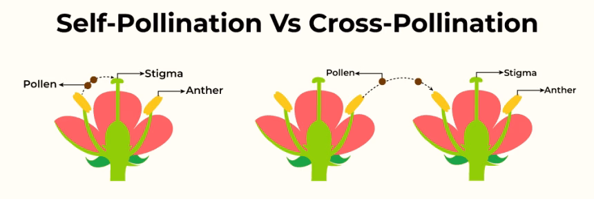 Difference Between Self Pollination and Cross Pollination