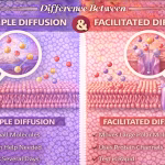 Difference Between Simple Diffusion and Facilitated Diffusion
