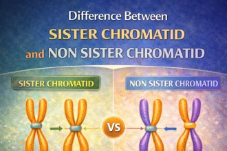 Difference Between Sister Chromatid and Non Sister Chromatid