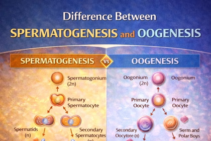 Difference Between Spermatogenesis and Oogenesis