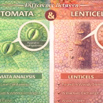 Difference Between Stomata and Lenticels with Examples